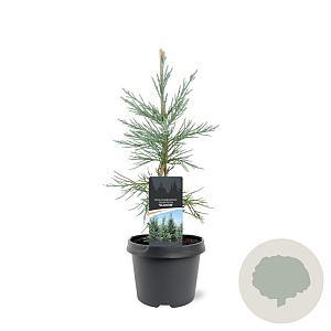 Sequoiadendron g. 'Glaucum' 25-30 cm 3,5L
