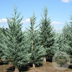 Sequoiadendron g. 'Glaucum' 25-30 cm 3,5L
