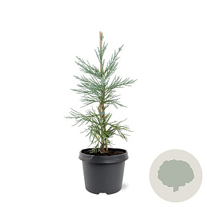 Sequoiadendron g. 'Glaucum' 25-30 cm 3,5L
