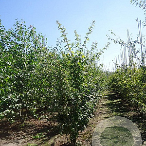 Acer campestre 150-175 cm draadkluit meerstammig