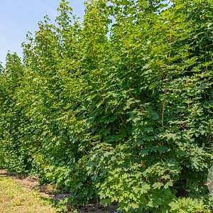 Acer platanoides 350-400 cm draadkluit meerstammig