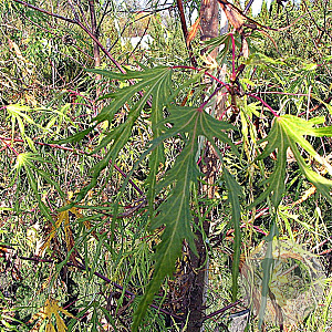 Acer s. 'Born's Gracious' 200-250 cm draadkluit meerstammig