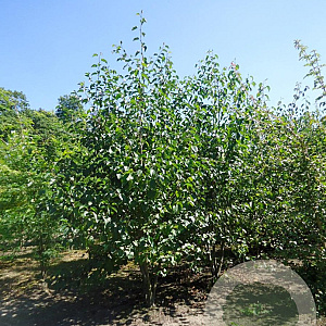 Alnus cordata 450-500 cm draadkluit meerstammig
