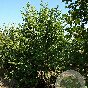 Alnus glutinosa 175-200 cm draadkluit meerstammig