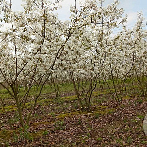 Amelanchier lamarckii 200-250 cm draadkluit meerstammig