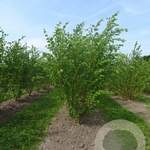 Betula nigra 175-200 cm draadkluit meerstammig