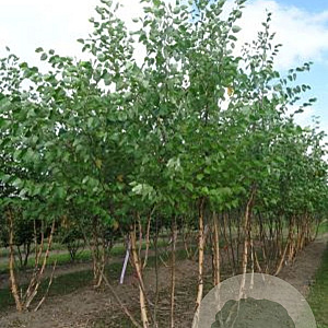 Betula nigra 200-250 cm draadkluit meerstammig