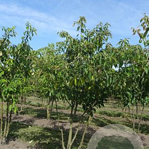 Cornus controversa 150-175 cm draadkluit meerstammig