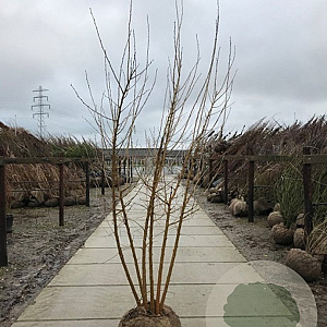 Morus alba 250-300 cm draadkluit meerstammig