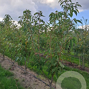 Prunus ser. 'Sunset Boulevard' 200-250 cm draadkluit meerstammig