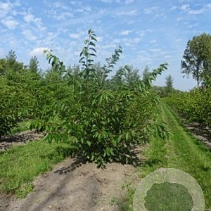 Prunus yedoensis 175-200 cm draadkluit meerstammig