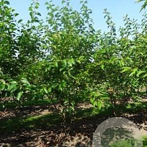 Prunus yedoensis 200-250 cm draadkluit meerstammig