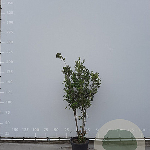 Quercus ilex 150-175 cm draadkluit meerstammig
