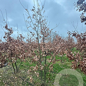 Quercus robur 300-350 cm draadkluit meerstammig