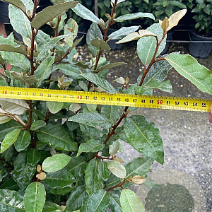 Elaeagnus ebb. 'Compacta' 80-100 cm 9L