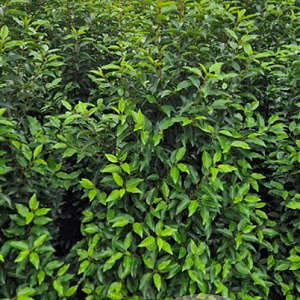 Prunus l. 'Angustifolia' 120-140 cm met kluit extra