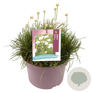 Armeria m. 'Abbey White' GM C5