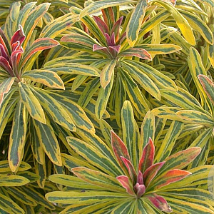 Euphorbia 'Ascot Rainbow' GM C5