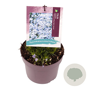 Phlox (S) Fabulous Blue Dark Center GM 2,0L