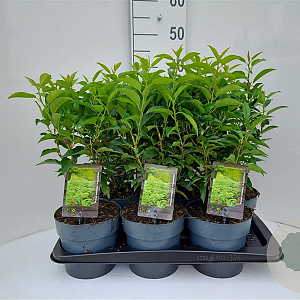 Prunus l. 'Angustifolia' 30-40 cm 2,5L