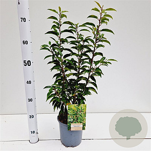 Prunus l. 'Angustifolia' 40-50 cm 2,5L
