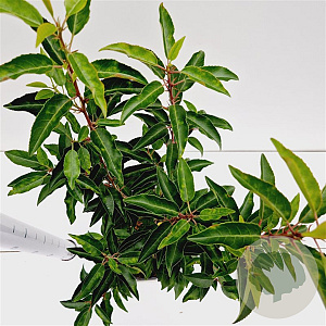 Prunus l. 'Angustifolia' 40-50 cm 2,5L