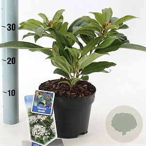 Viburnum davidii 20-25 cm 2,0L