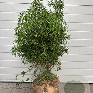 Choisya 'Aztec Pearl' 80-100 cm met kluit