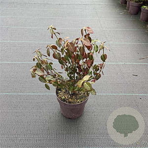 Euonymus fortunei radicans 15-20 cm P13