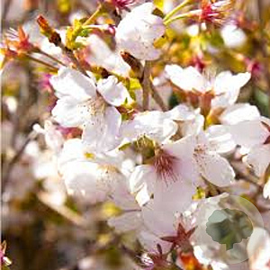 Prunus incisa 'Lotte' 175-200 cm met kluit
