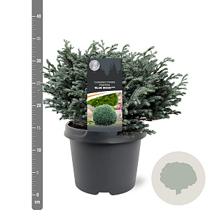 Chamaecyparis p. 'Blue Moon' 20-25 cm 3,0L
