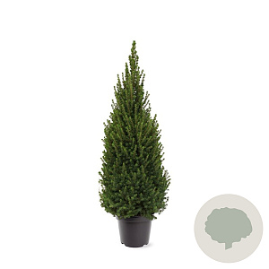 Picea gl. Perfecta 80-100 cm 7,5L