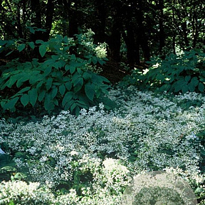 Aster divaricatus GM P9