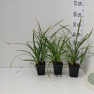 Carex morrowii 'Irish Green' GM P9