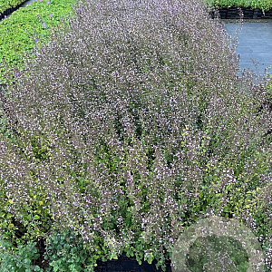 Calamintha n. 'Blue Cloud' GM P9