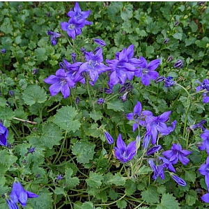 Campanula portenschlagiana GM P9