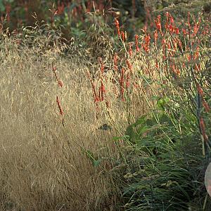 Deschampsia cesp. 'Goldtau' GM P9