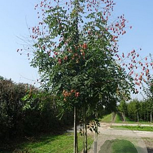 Koelreuteria paniculata 14-16 HO draadkluit 3 X verplant