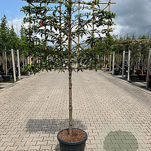 Prunus lusitanica 'Brenelia' halfstam 45L  LEIVORM