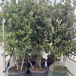 Quercus ilex 200-250 cm cont. 110L meerstammig