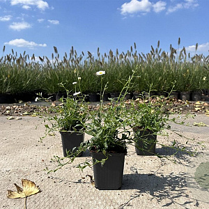 Erigeron karvinskianus GM P9