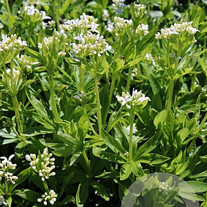 Galium odoratum GM P9