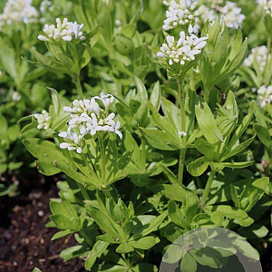 Galium odoratum GM P9