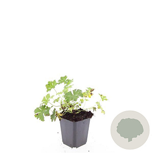 Geranium cant. 'Biokovo' GM P9