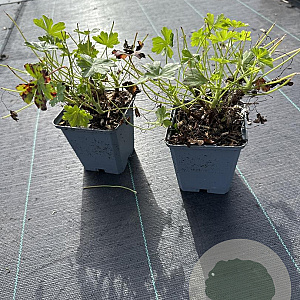 Geranium cant. 'Cambridge' GM P9