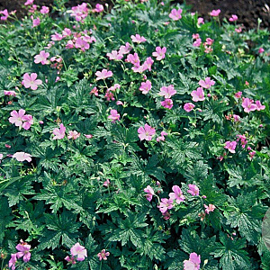 Geranium endressii GM P9
