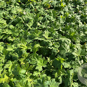 Geranium macr. 'Czakor' GM P9