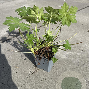 Geranium macr. 'Czakor' GM P9