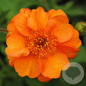 Geum 'Prinses Juliana' GM P9