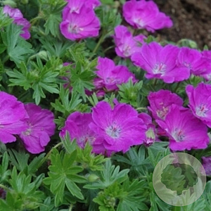 Geranium sang. 'Max Frei' GM P9